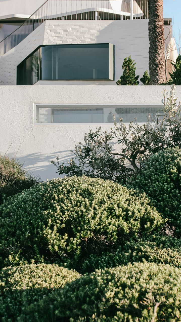 Clipped hedges and agaves in front of a minimalist white house