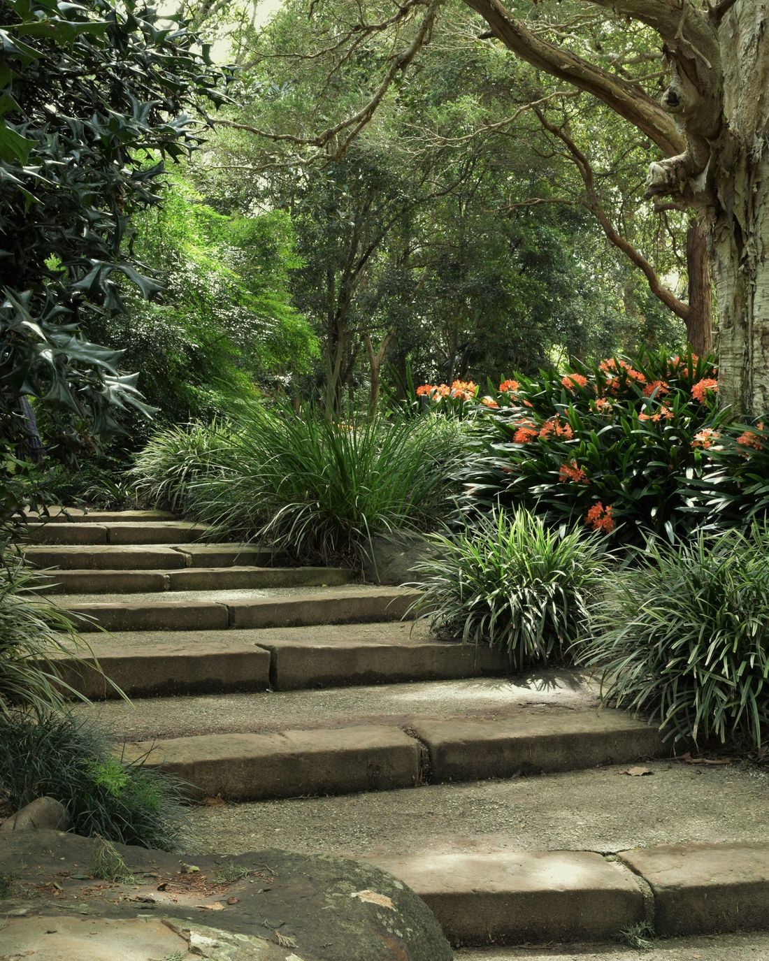 Sandstone steps winding up through ferns and native planting