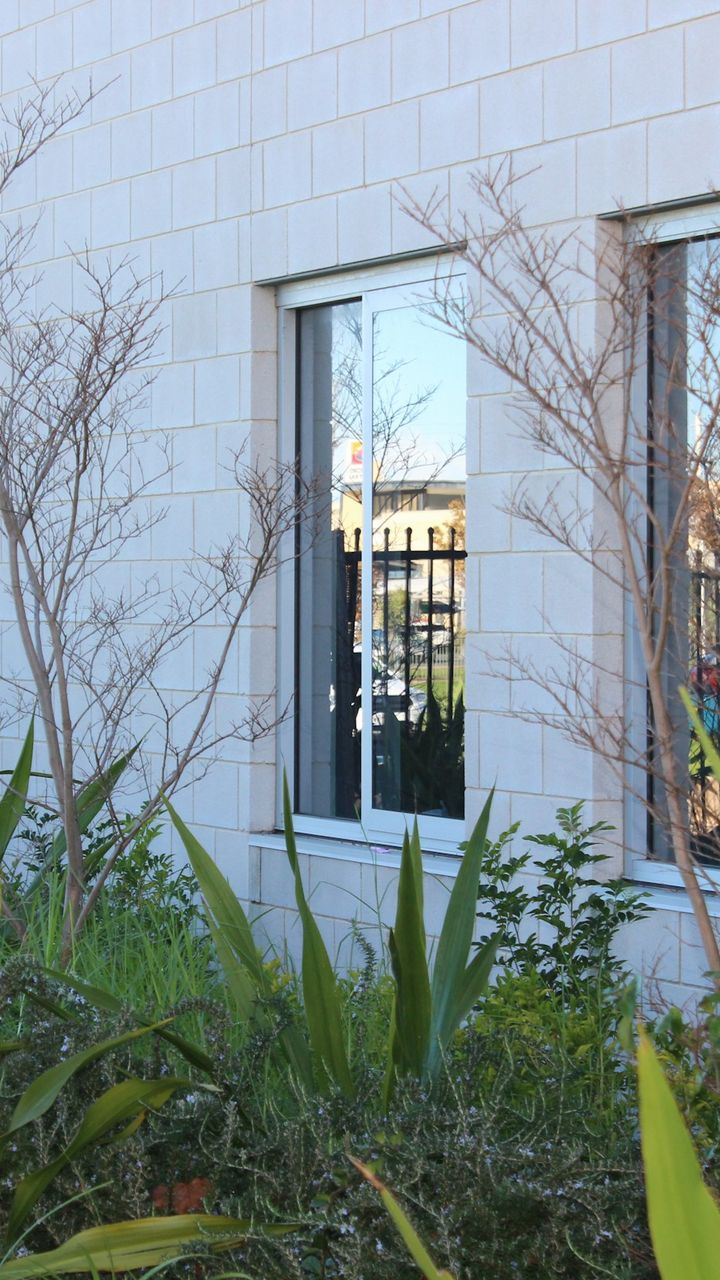 Native grasses and strappy plants against a white rendered wall